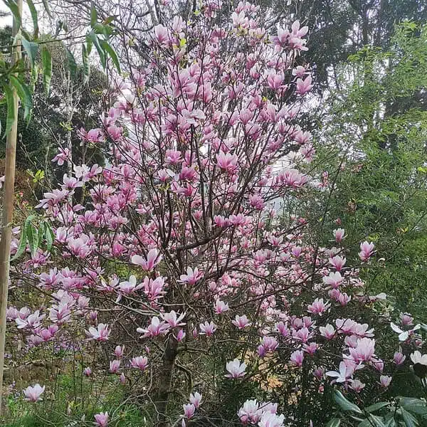 Magnolia x Soulangeana - Beautiful Flowering Tree for Your Garden - Image 18