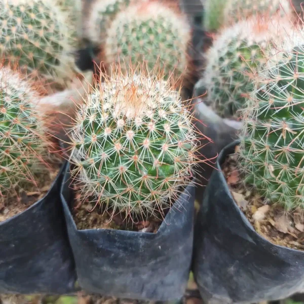 Mammillaria Sp - Image 3