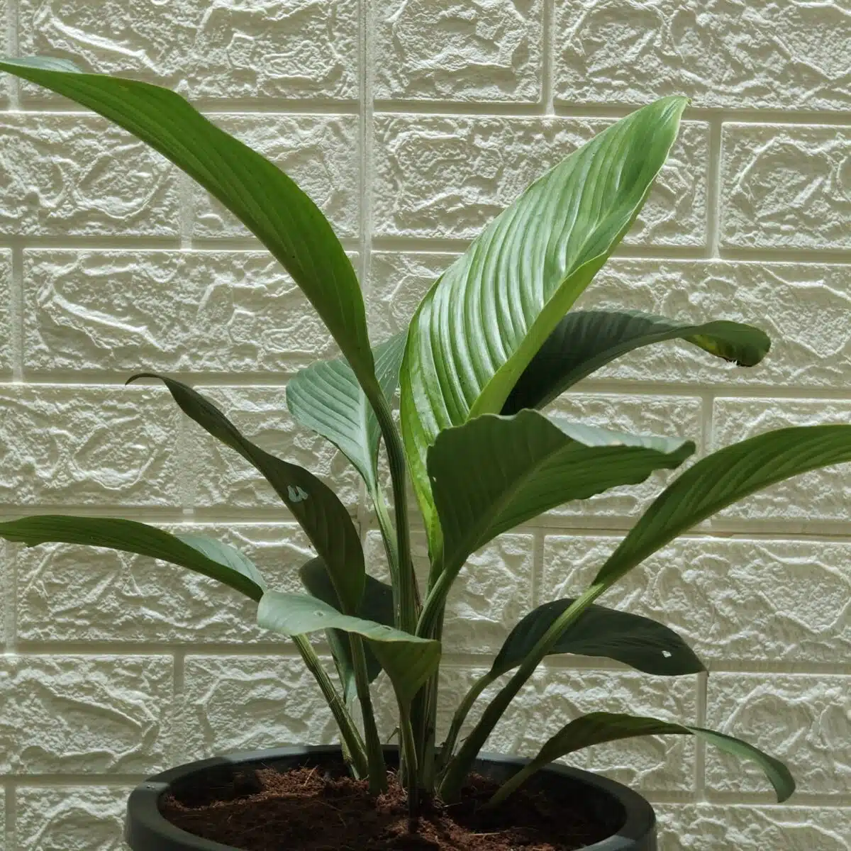 Spathiphyllum wallisii 'Sensation'(Giant Peace Lily) - Image 11