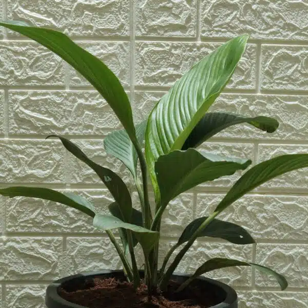 Spathiphyllum wallisii 'Sensation'(Giant Peace Lily) - Image 11