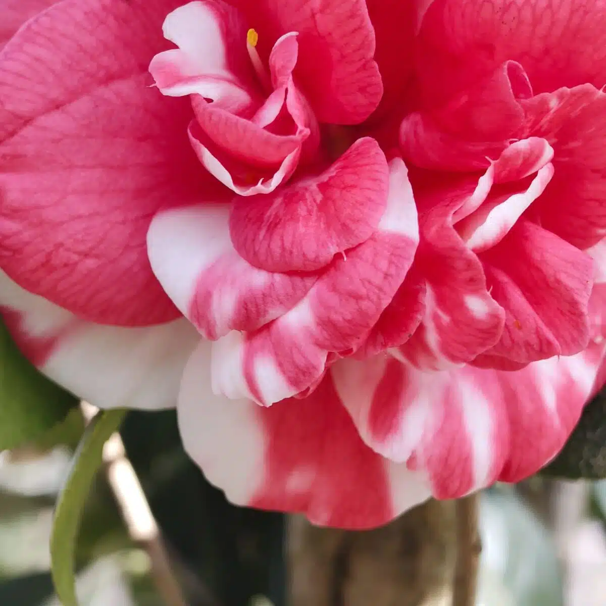Camellia Japonica Variegated (Emperor Of Russia  Variegated) - Stunning Plant with White and Pink Winter Blooms - Image 6