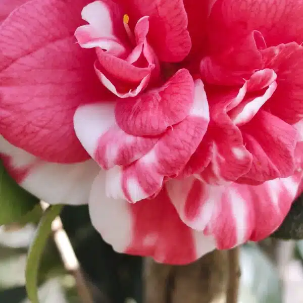 Camellia Japonica Variegated (Emperor Of Russia  Variegated) - Stunning Plant with White and Pink Winter Blooms - Image 6