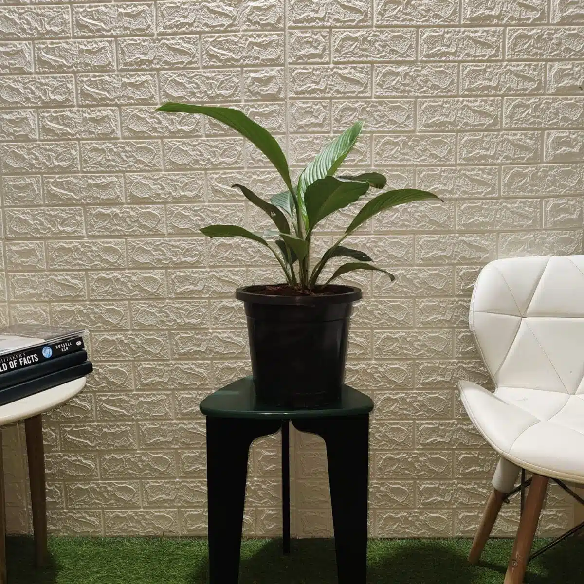 Spathiphyllum wallisii 'Sensation'(Giant Peace Lily) - Image 6