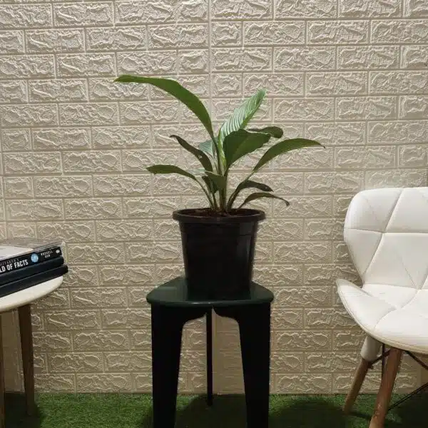 Spathiphyllum wallisii 'Sensation'(Giant Peace Lily) - Image 6