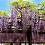 Wisteria Sinensis (Purple) - Fragrant Climbing Vine | Garden Decor