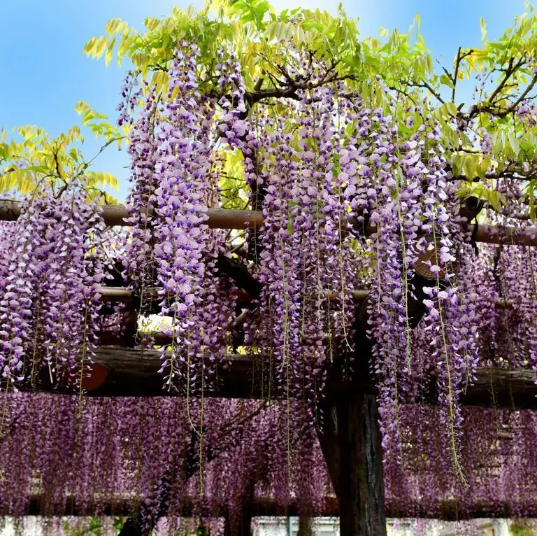 Wisteria Sinensis (Purple) - Fragrant Climbing Vine