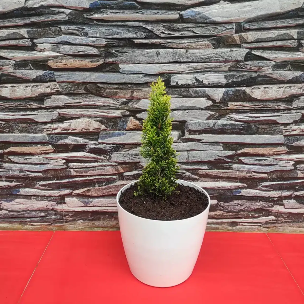 Golden Pencil Pine (Cupressus Swanes) - Stunning Evergreen Tree for Your Landscape - Image 3