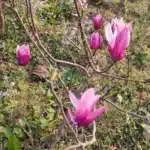 Magnolia Liliiflora Obovata Purpurea (Purple)