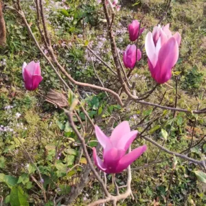 Magnolia Liliiflora Obovata Purpurea (Purple)
