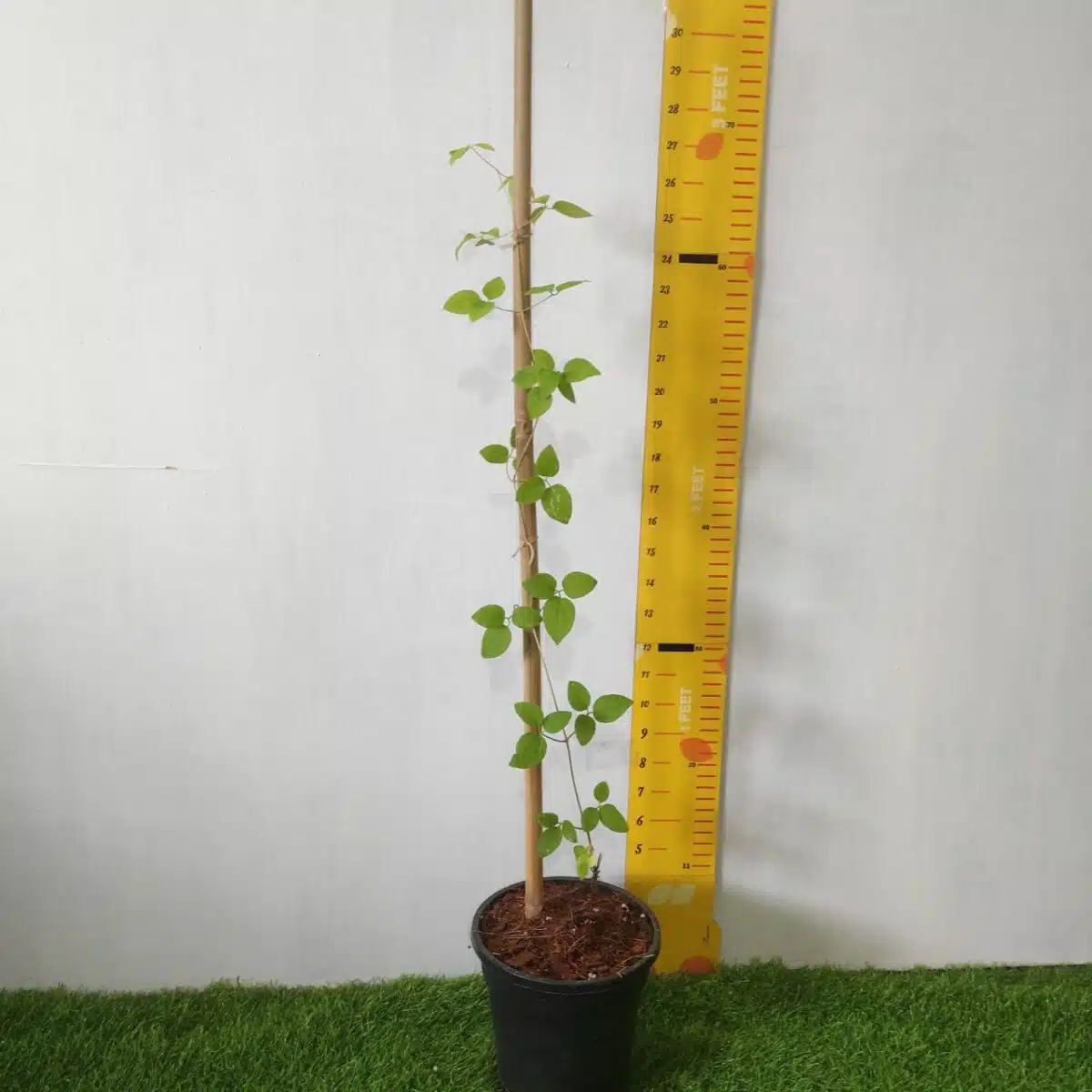 Clematis (Random Color) - Image 3