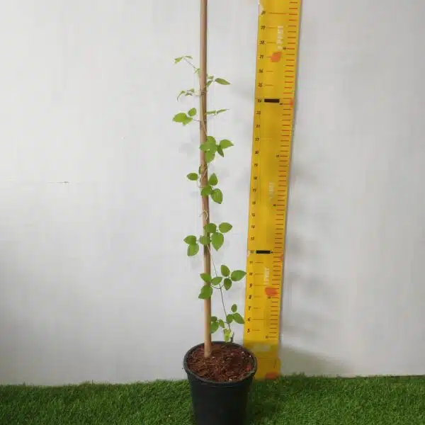 Clematis (Random Color) - Image 3