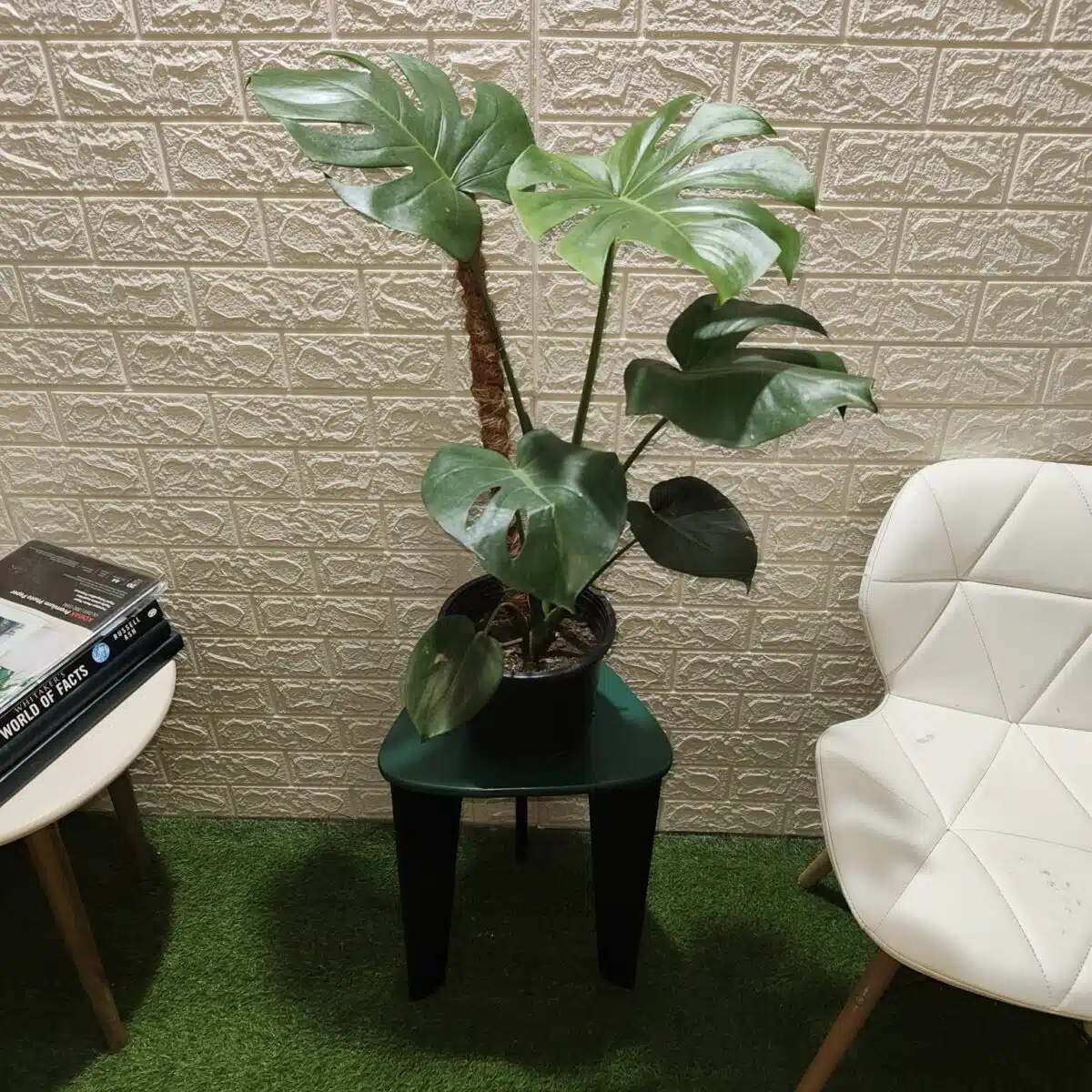 Monstera Deliciosa - Image 2