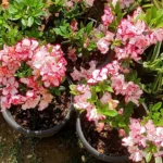 Azalea Day Spring plant