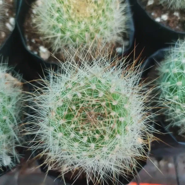Cactus Rebutia Albiflora White