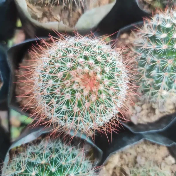 Mammillaria Sp - Image 2