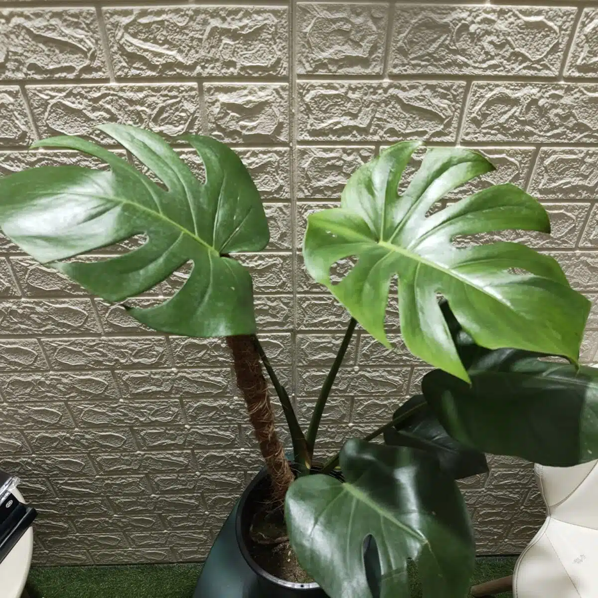 Monstera Deliciosa - Image 14
