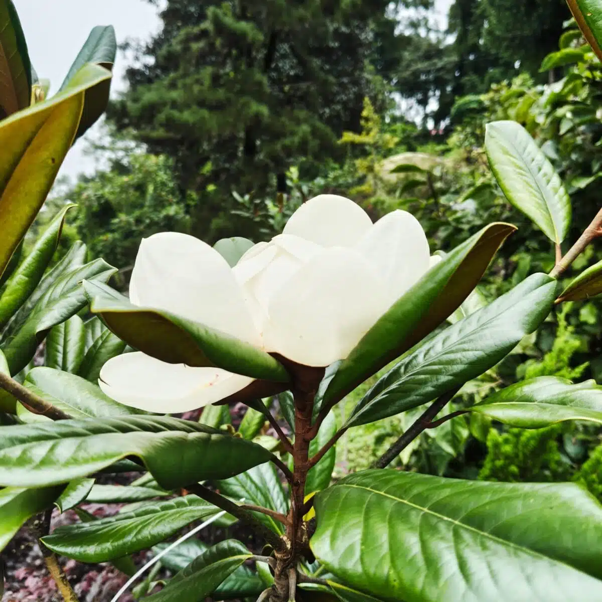 Magnolia Grandiflora - Image 13