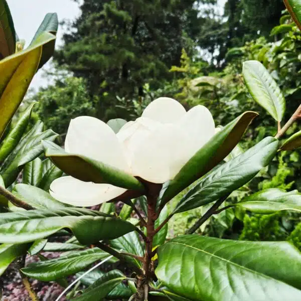 Magnolia Grandiflora - Image 13