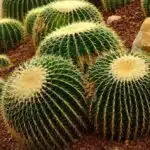Echinocactus Grusonii (Golden barrel cactus)