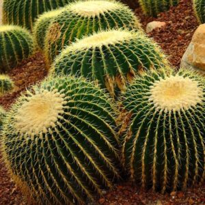 Echinocactus Grusonii (Golden barrel cactus)