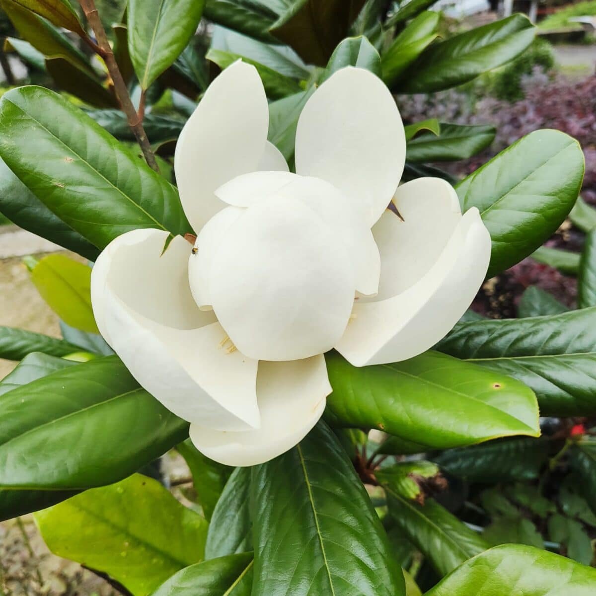 Magnolia Grandiflora - Image 11