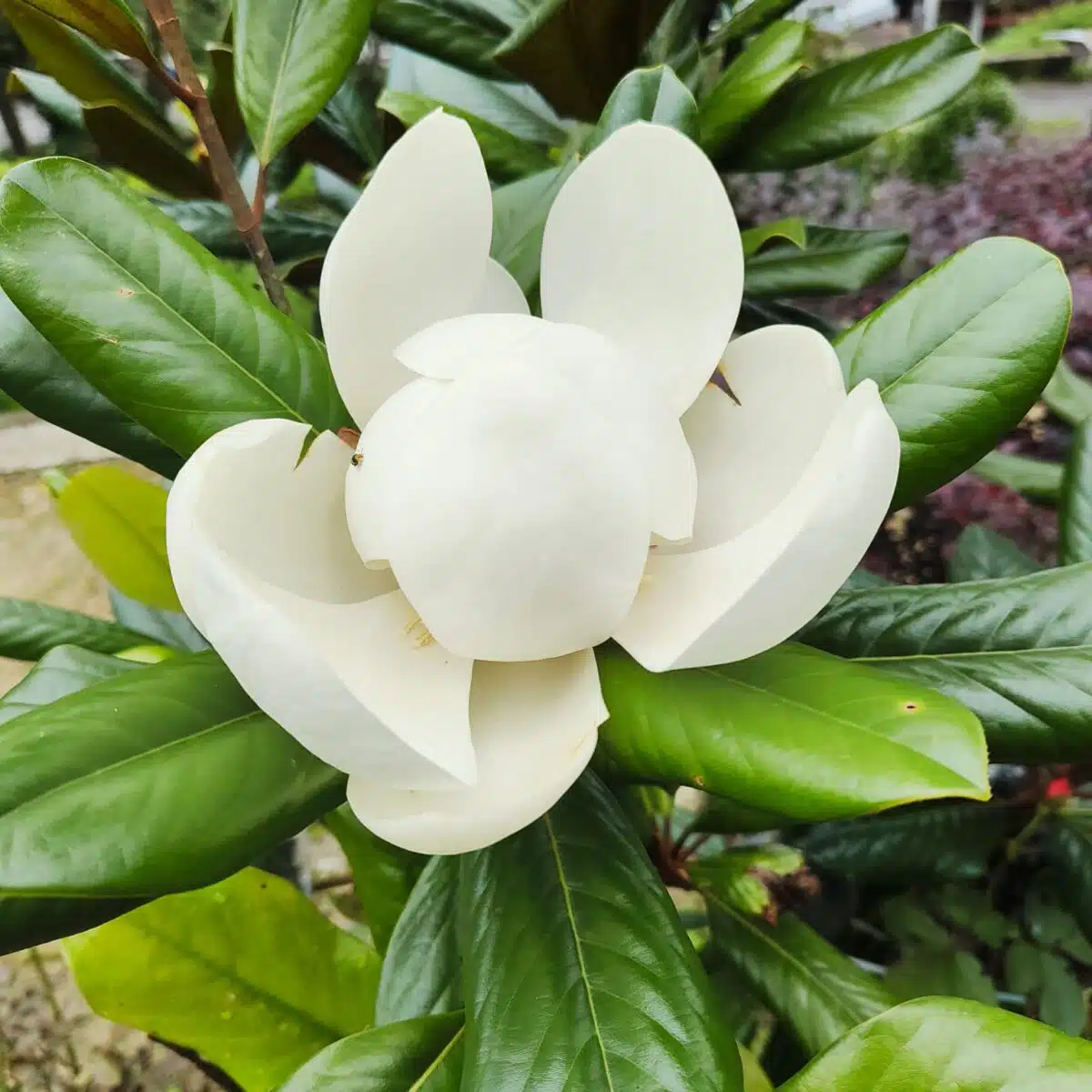 Magnolia Grandiflora - Image 11