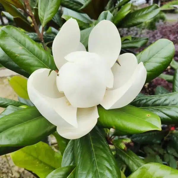 Magnolia Grandiflora - Image 11