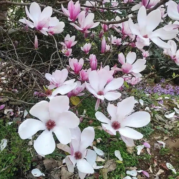 Magnolia x Soulangeana - Beautiful Flowering Tree for Your Garden - Image 15