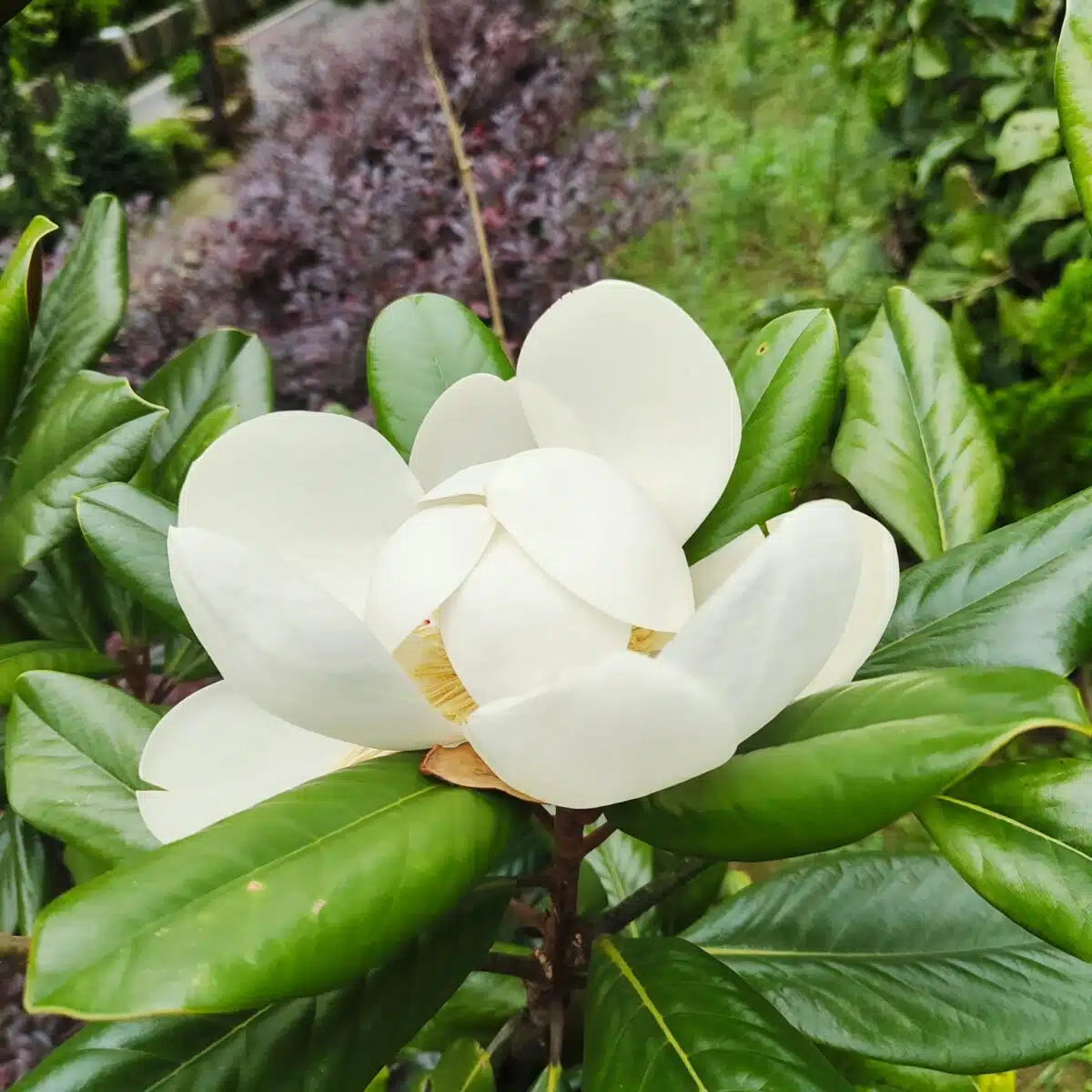 Magnolia Grandiflora - Image 14