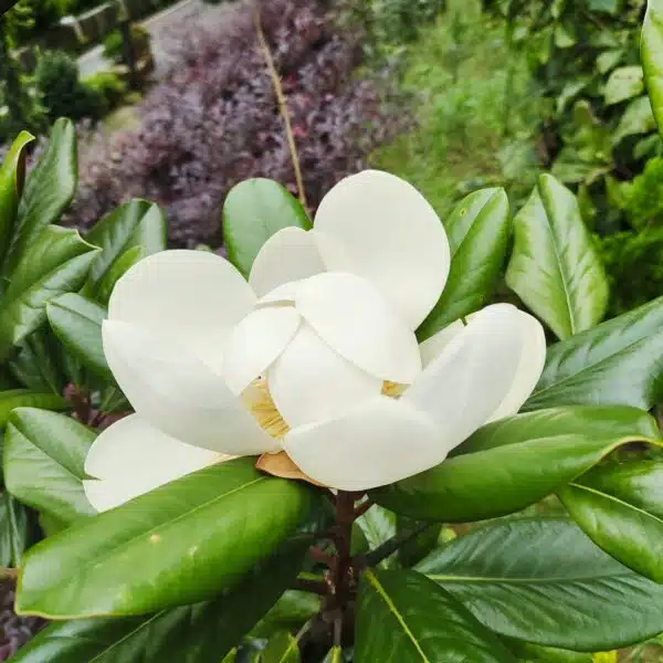 Magnolia Grandiflora - Image 14