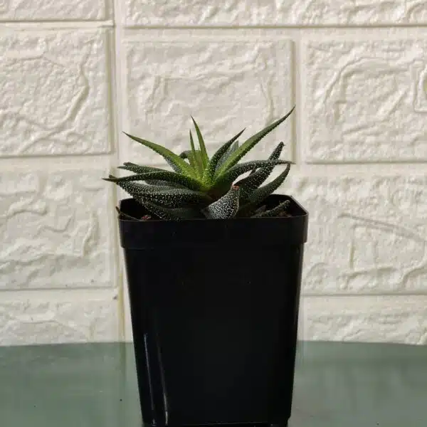 Haworthia Fasciata Concolor - Image 4