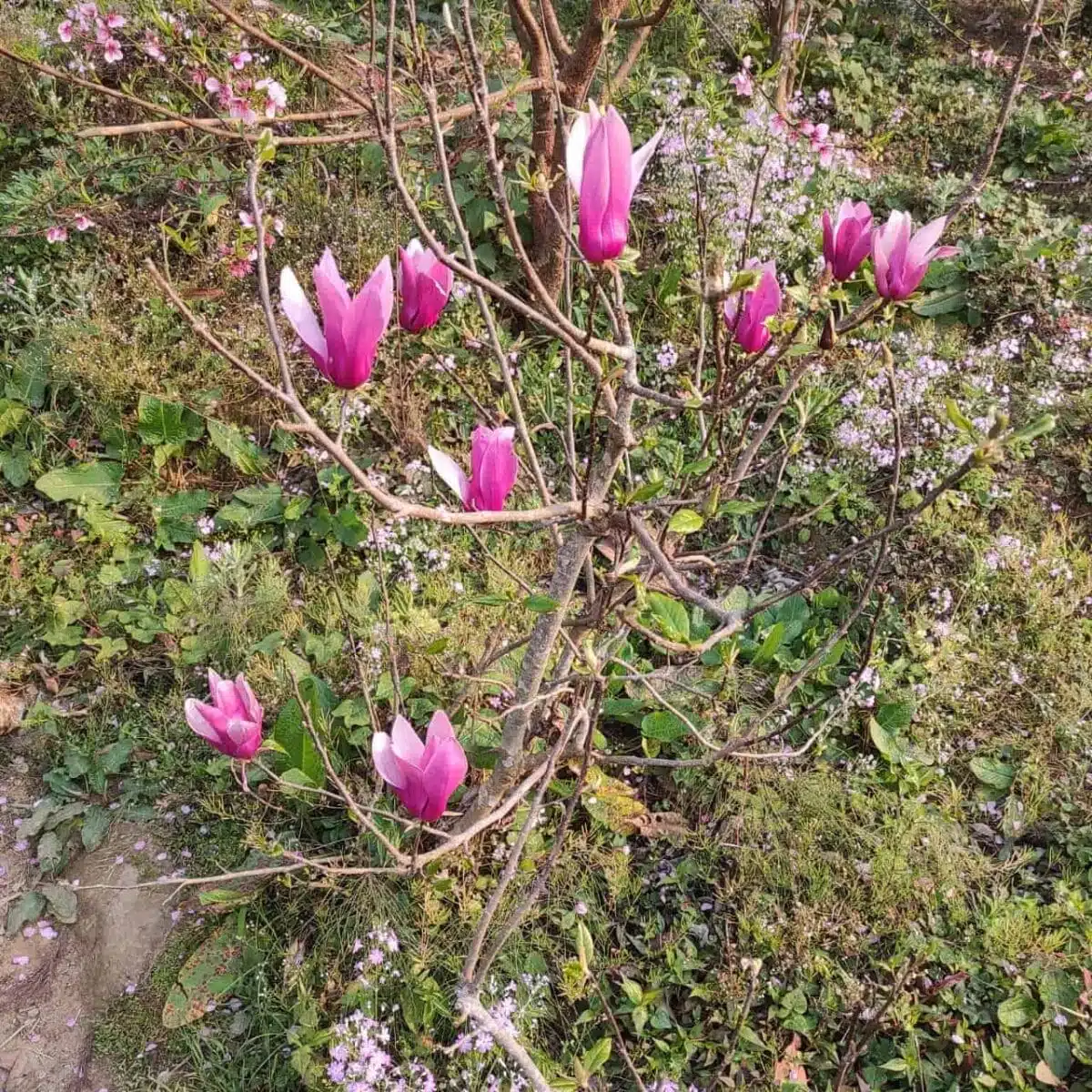 Magnolia Liliiflora Obovata Purpurea (Purple) - Image 7
