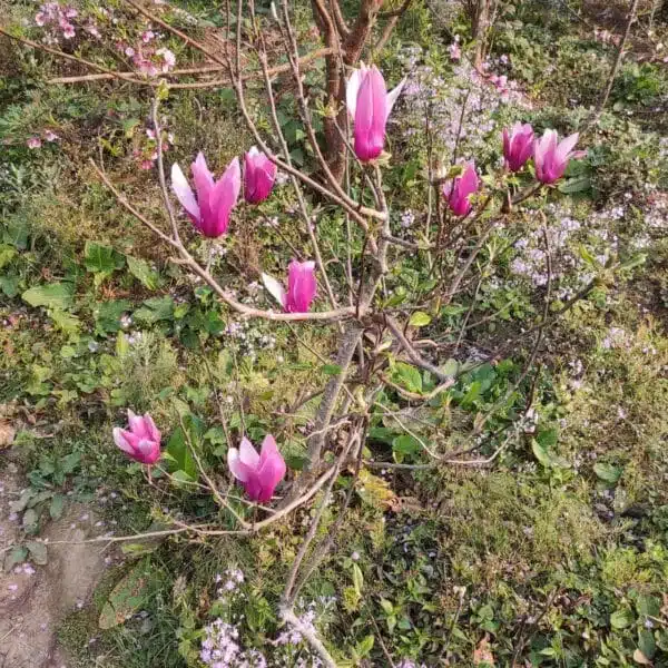 Magnolia Liliiflora Obovata Purpurea (Purple) - Image 7