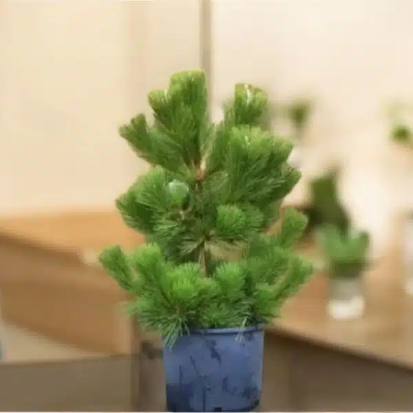 Japanese Black Pine (Pinus Thunbergii) - Resilient Evergreen Tree for Landscaping and Bonsai - Image 2