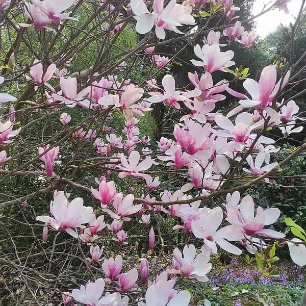 Magnolia x Soulangeana - Beautiful Flowering Tree for Your Garden - Image 12