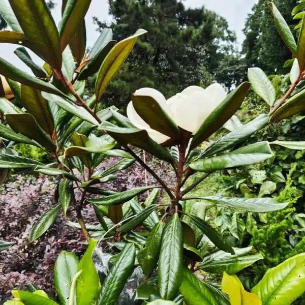 Magnolia Grandiflora - Image 5