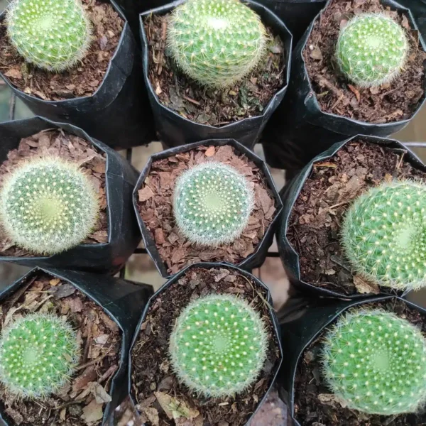 Cactus