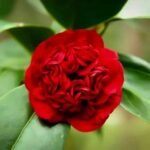 Camellia Japonica Professor Sargent (Dark Red) - Stunning Flowering Shrub with Deep Red Blooms