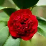 Camellia Japonica Professor Sargent (Dark Red) - Stunning Flowering Shrub with Deep Red Blooms