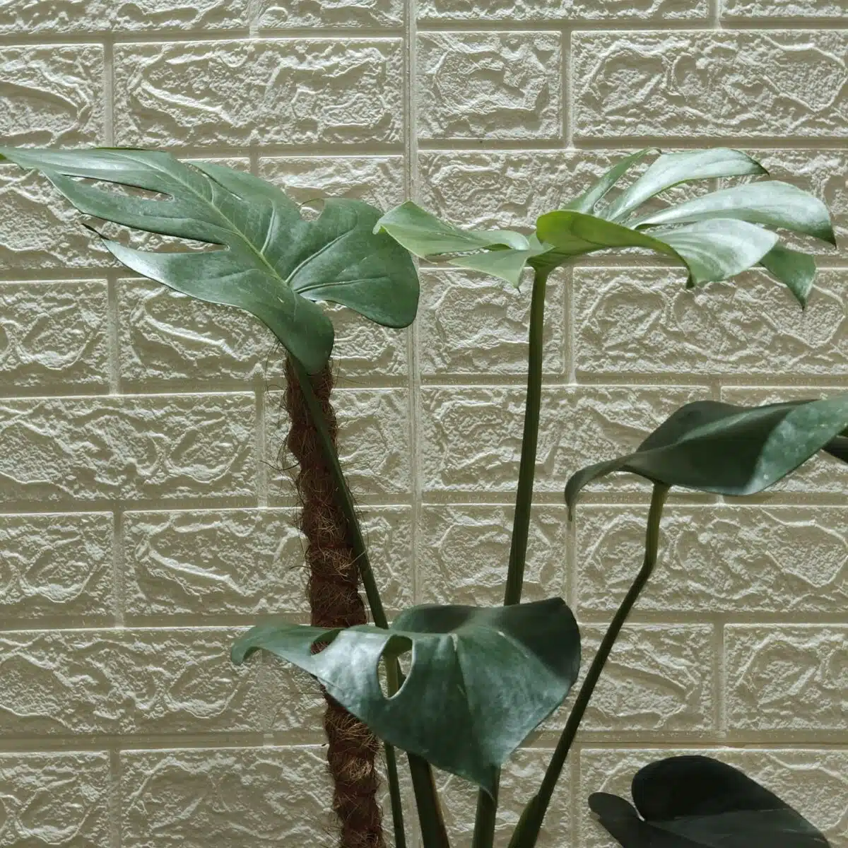 Monstera Deliciosa - Image 12