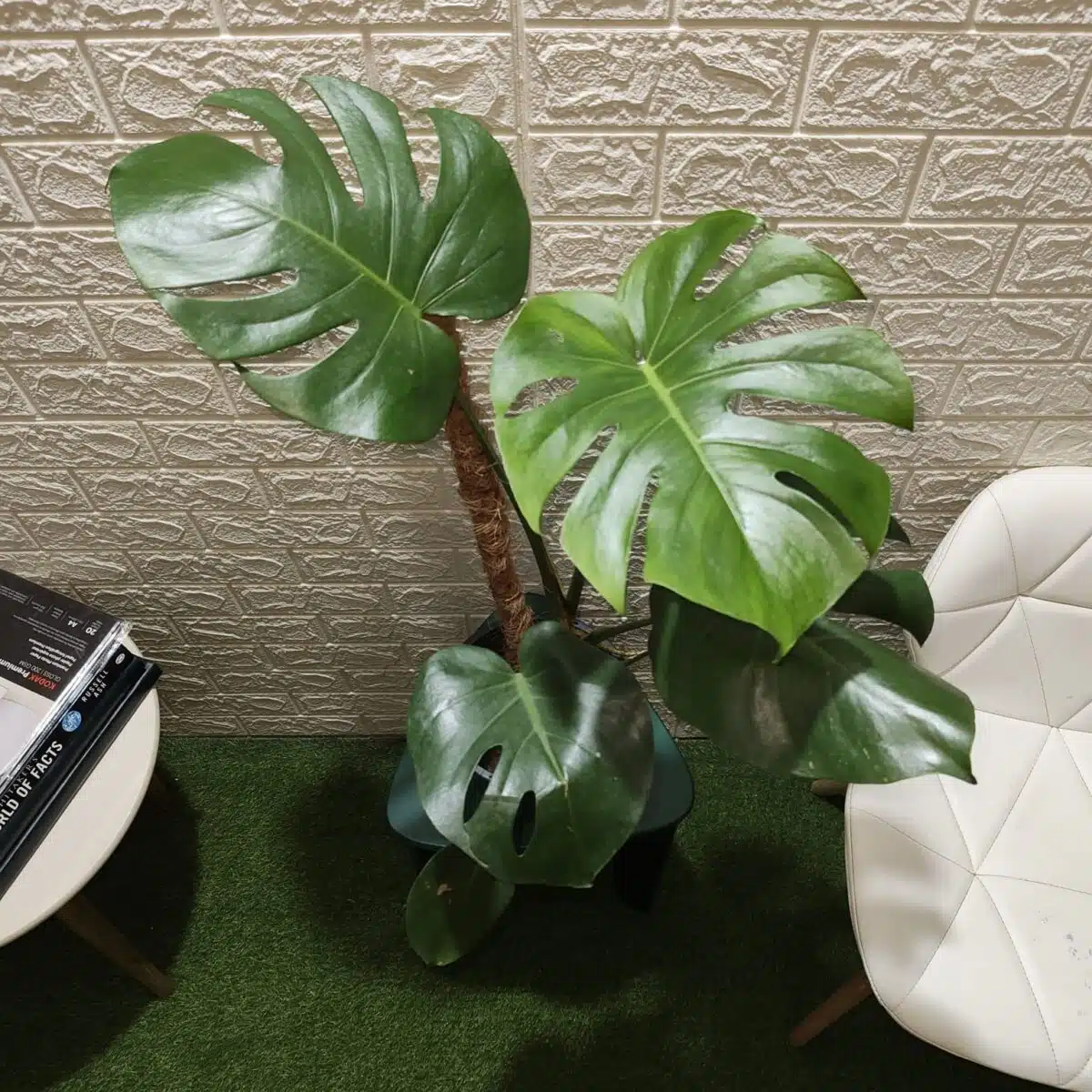 Monstera Deliciosa - Image 4