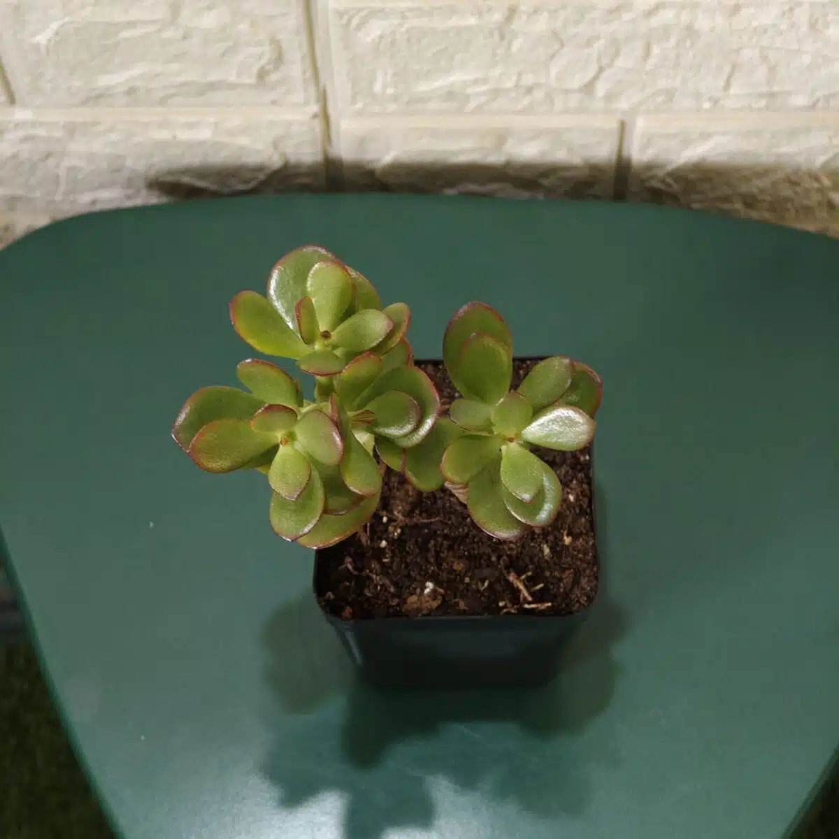 Kuberaksha 'Crosby's Compact' (Crassula ovata Red Dwarf Jade) - Image 3