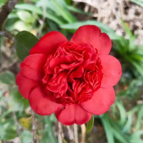 Camellia Japonica Professor Sargent (Dark Red) - Stunning Flowering Shrub with Deep Red Blooms - Image 2