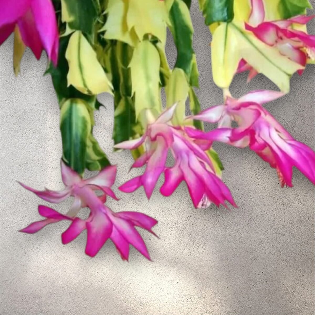 Schlumbergera truncata (Thanksgiving Cactus) Variegated Plant - Image 1