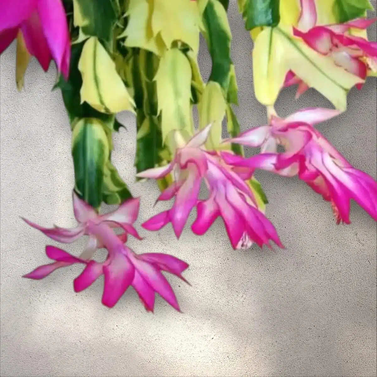 Schlumbergera truncata (Thanksgiving Cactus) Variegated Plant - PlantsHub