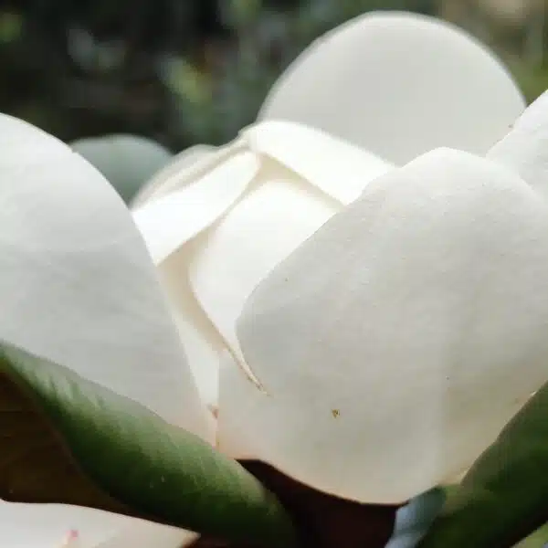 Magnolia Grandiflora - Image 3