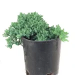 Dwarf Juniperus Procumbens plant