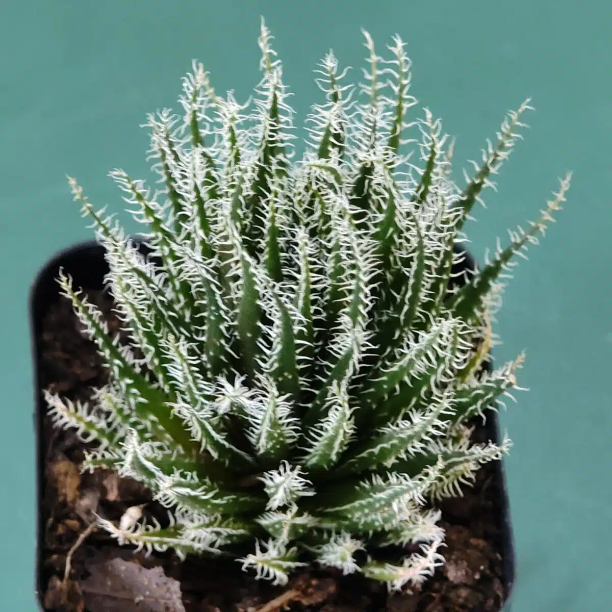 Buy Aloe 'Haworthioides' - Unique Indoor Succulent Plant - Image 2