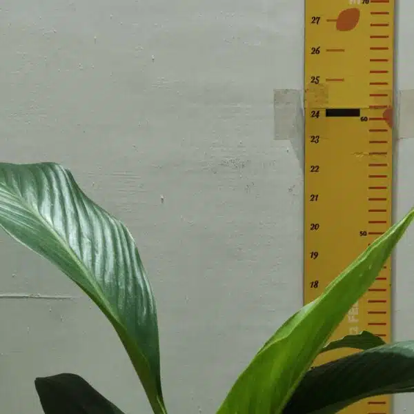 Spathiphyllum wallisii 'Sensation'(Giant Peace Lily) - Image 19