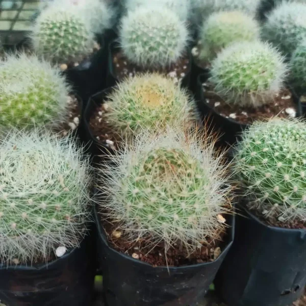 Cactus Rebutia Albiflora White - Image 2